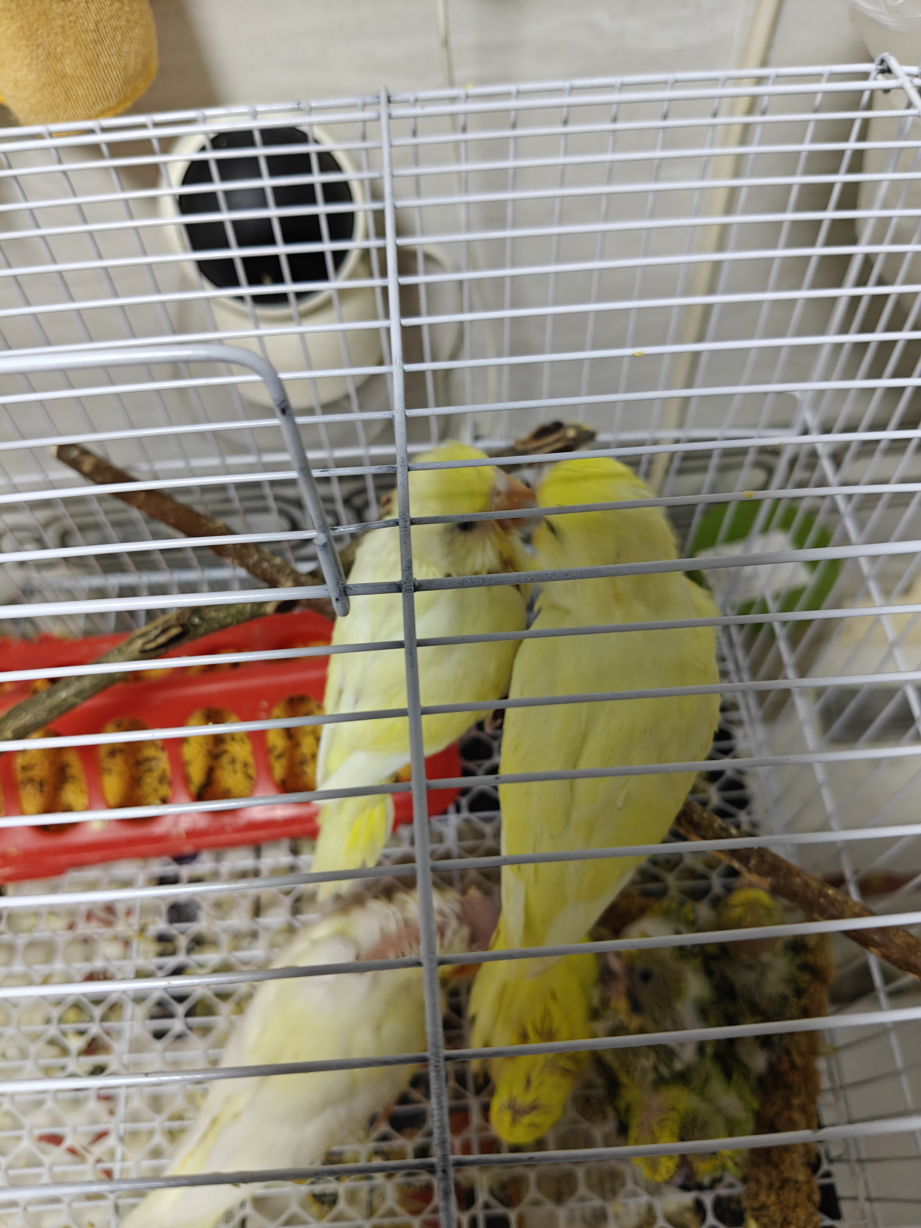 特色大头虎皮鹦鹉